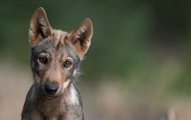 Jonge wolvenpup uit Duitsland_lead