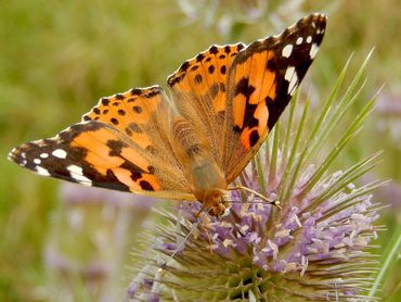 Distelvlinder op kaardebol