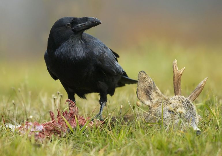 Dood doet de Veluwe Leven