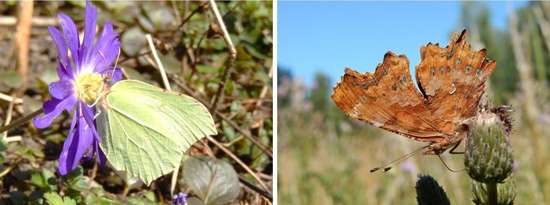 Citroenvlinder (links) en gehakkelde aurelia (rechts) overwinteren niet binnenshuis, maar in takkenbossen of groenblijvende struiken