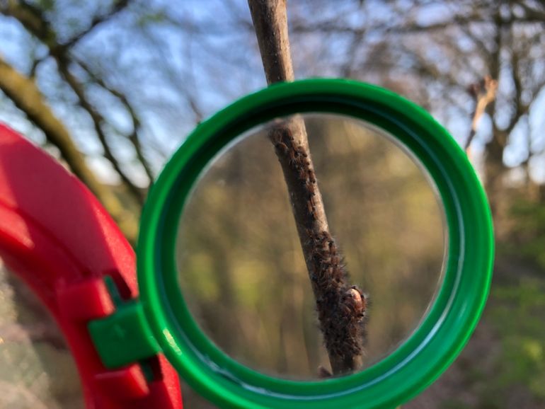 Net uitgekomen eikenprocessierupsen onder een vergrootglas