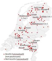 Huiszwaluwtillen in Nederland