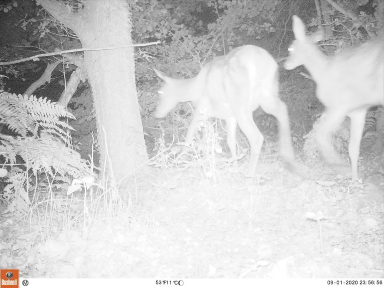 Eerste groepje hindes en kalfjes aan de westkant van de natuurbrug op 1 september 2020