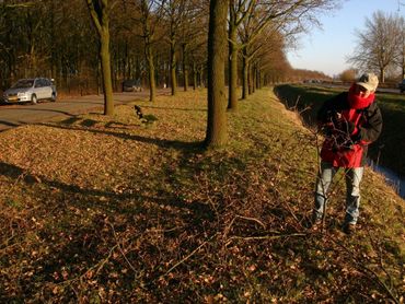 De eitjes van eikenpage kun je nog wel eens vinden op afgewaaide of gesnoiede takken die onder de boom liggen