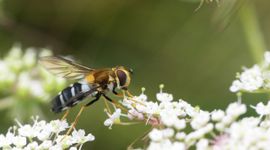 Een vrouwtje van de doorzichtig-gele melkzweefvlieg, een soort die uit ons land verdwenen is en in heel West-Europa sterk achteruit gaat.