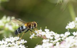 Een vrouwtje van de doorzichtig-gele melkzweefvlieg, een soort die uit ons land verdwenen is en in heel West-Europa sterk achteruit gaat.