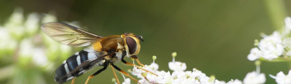 Een vrouwtje van de doorzichtig-gele melkzweefvlieg, een soort die uit ons land verdwenen is en in heel West-Europa sterk achteruit gaat.