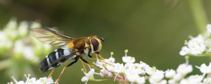 Een vrouwtje van de doorzichtig-gele melkzweefvlieg, een soort die uit ons land verdwenen is en in heel West-Europa sterk achteruit gaat.