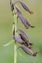 Moeraswespenorchis (Epipactis palustris) heeft juist karakteristieke lange, hangende vruchtdozen.