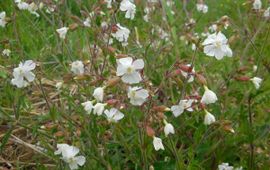 Ed Stikvoort, Saxifraga Avondkoekoeksbloem