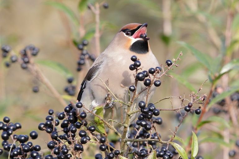 Pestvogel eet ligusterbessen, Midden-Heerenduin, Noord-Holland, 12 november 2016