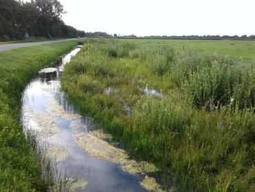 Natuurvriendelijke oever