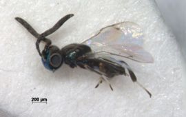 Uitgekweekt mannetje van Anastatus bifasciatus. De verlengde laatste drie segmenten van de antennen zijn specifiek voor de mannetjes