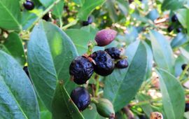 Suzuki-fruitvlieg op prunus lauruscerus, Laurier 18-9-2016