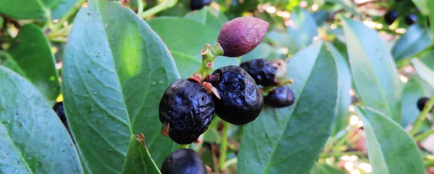 Suzuki-fruitvlieg op prunus lauruscerus, Laurier 18-9-2016