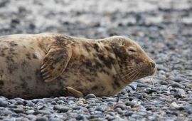 Richard Witte van den Bosch jonge grijze zeehond, www.zoogdiervereniging.nl