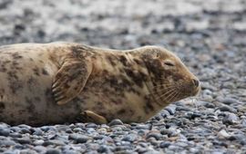 jonge grijze zeehond, www.zoogdiervereniging.nl  