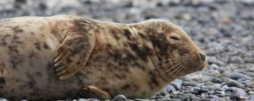 jonge grijze zeehond, www.zoogdiervereniging.nl  