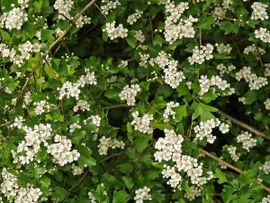 Crataegus laevigata, Tweestijlige meidoorn, bloei Woodland hawthorn