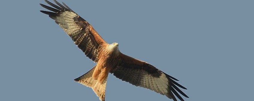 Een overtrekkende Rode Wouw toont de kenmerkende gevorkte staart, oranjebruine kleur en de witte vlekken in de vleugels (Foto: Dieder Plu)