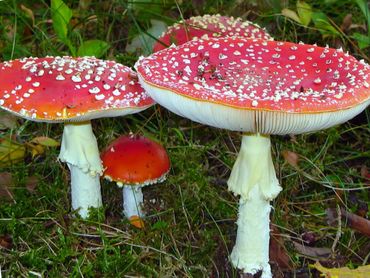 Vliegenzwammen zijn prachtig, zowel voor amateurs als voor professionele mycologen