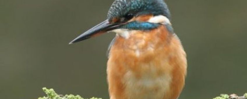 IJsvogel. Copyright Vogelbescherming Nederland