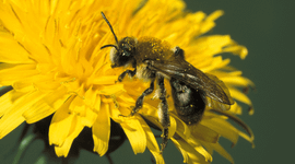 Viltvlekzandbij, Andrena nitida