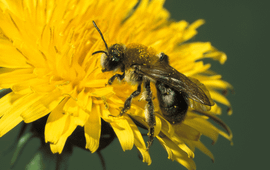 Viltvlekzandbij, Andrena nitida