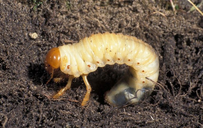 Deze engerling is de larve van de meikever