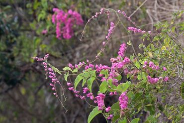 Coralita vine flowering