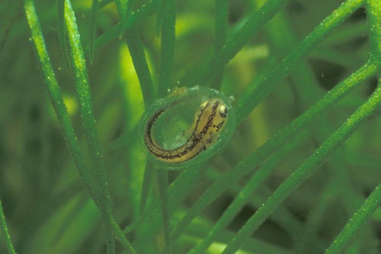 Kleine watersalamander, larve in ei