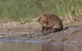 Bever Saxifraga