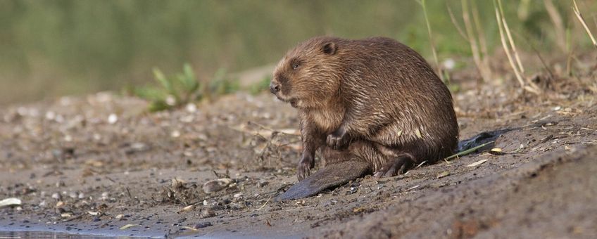 Bever Saxifraga