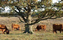 Schotse Hooglanders begrazen heidegebied