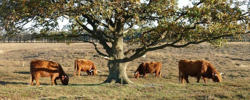 Schotse Hooglanders begrazen heidegebied