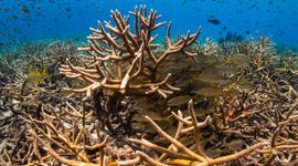 Rifmonitoring bij Bonaire (Acropora cervicornis)