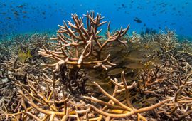 Rifmonitoring bij Bonaire (Acropora cervicornis)