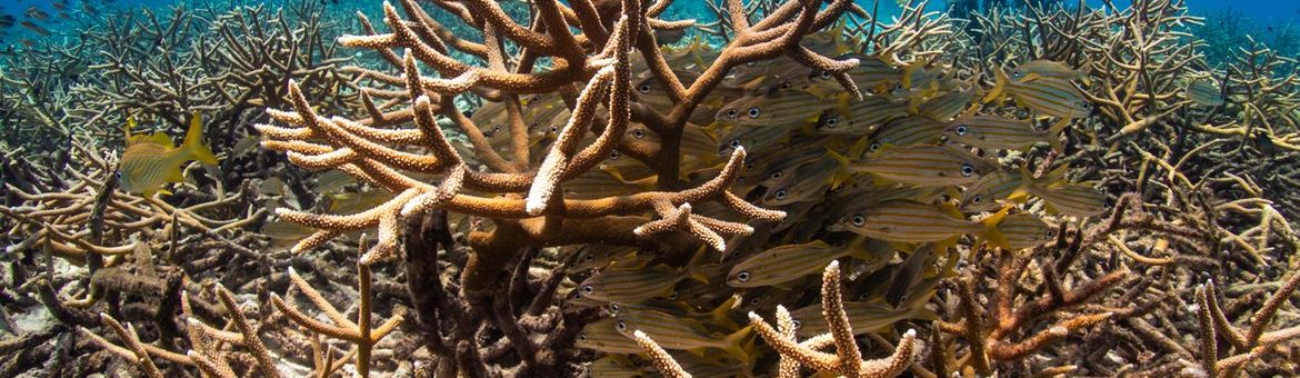 Rifmonitoring bij Bonaire (Acropora cervicornis)