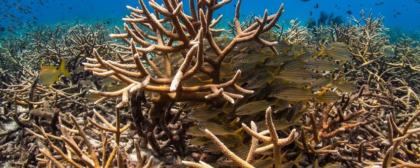 Rifmonitoring bij Bonaire (Acropora cervicornis)