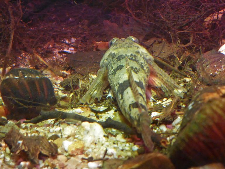 De rivierdonderpad is vaak 's avonds gezien tijdens de zaklampvisexcursies. Voor deze zeldzame soort zijn al met succes de eerste onderwaterhotels gerealiseerd die geschikt zijn als schuil- en paaiplaats.