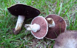 Agaricus pampeanus, steppechampignon