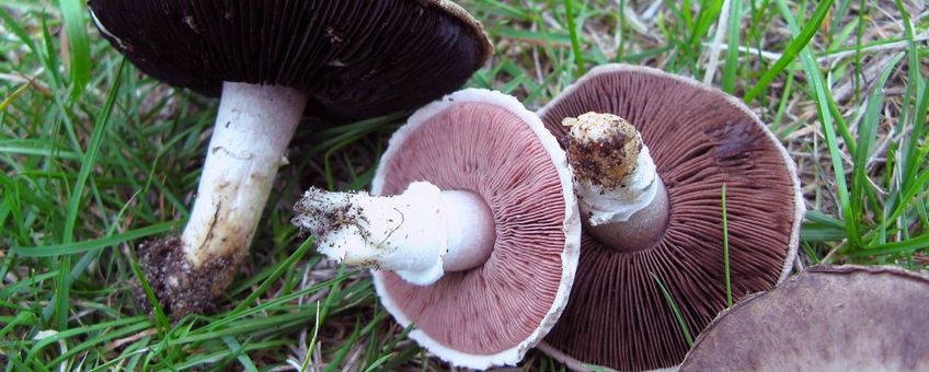 Agaricus pampeanus, steppechampignon