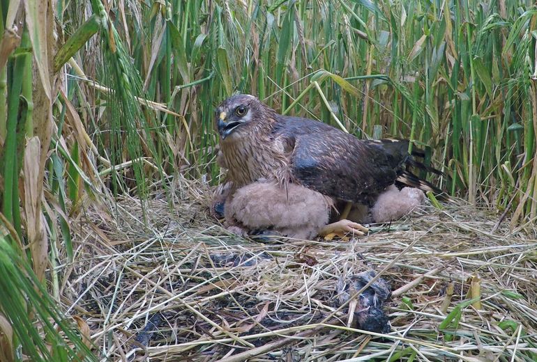 Female sheltering the chicks from rain, June 2017