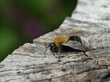 De boomhommel komt voor in tuinen