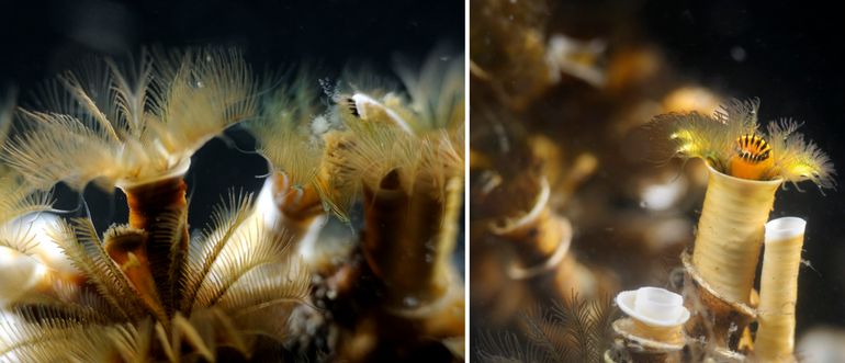 Links: de kieuwtentakels van de Trompetkalkkokerworm staan wijd uitgespreid om voedseldeeltjes uit het water te filteren. Rechts: het operculum waarmee het dier de buis kan afsluiten, steekt als een soort zonnetje tussen de kieuwen omhoog