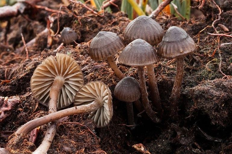 De Melksteelmycena leeft van zowel naaldhout als loofhoutstrooisel