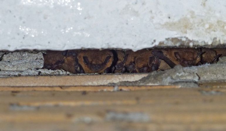 Een aantal gewone dwergvleermuizen in een dilatatievoeg van een gebouw dat als massa-winterverblijf wordt gebruikt