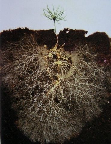 De mycorrhizal schimmel (witte draden) verlengt het wortelsysteem (bruin) van de plant en versterkt de capaciteit voor opname van voedingsstoffen