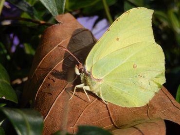 Een zonnend citroenvlindermannetje op dood blad