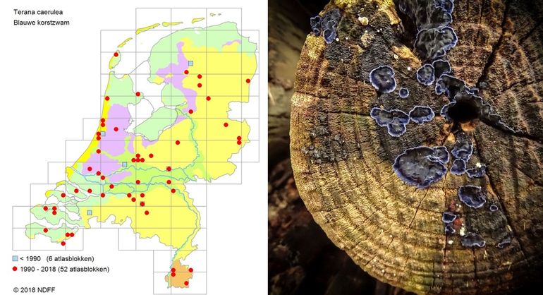 Verspreidingskaartje Blauwe korstzwam; Blauwe korstzwam